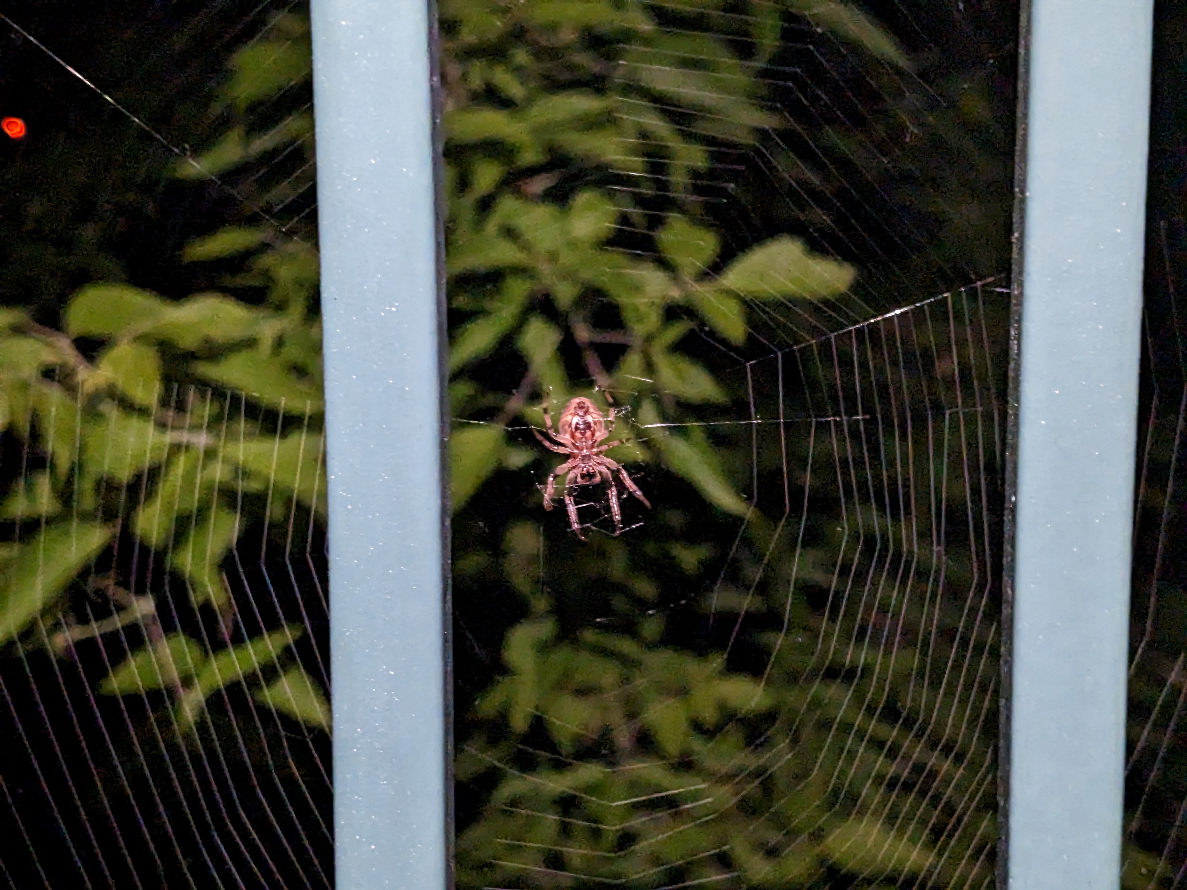 spider sitting in the center of its web outdoors